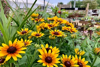 Rudbeckias of the prairie