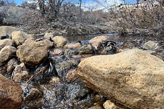 An Early Spring Walk Along the Creek