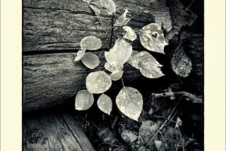 Making vs. Taking: The Photographer’s Real Choice