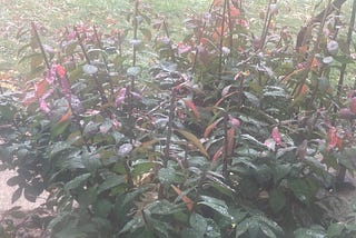 A close up of a green and red fire bush with melting snow on the leaves.