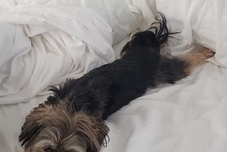 A cute 6 pound dog sprawled out in the center of his mom’s bed.