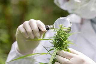 Cannabis testing market conditions during the predicted period are depicted in a comprehensive…