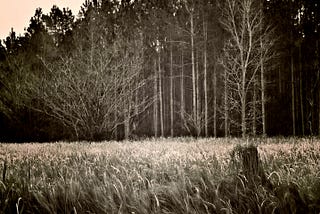 Loving the Real Quality in this field. Just part of a small town and big beautiful trees!