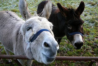 Two donkeys, one white on the left and one dark one on the right