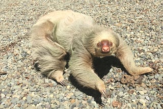 Sloth On the Ground!