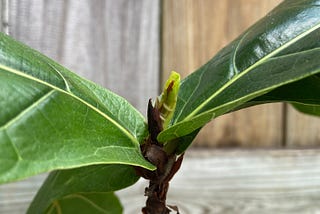 Closeup of fiddle leaf shows a tiny baby bud leaf.