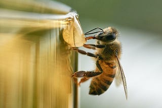 Honey Tastes Better Than Shit.