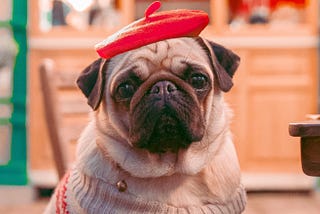 10 Reasons Why You Should Get A Pug