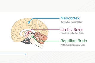 Fear and the Brain