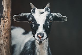 Shallow focus photography of black and white goat