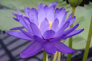 purple lotus