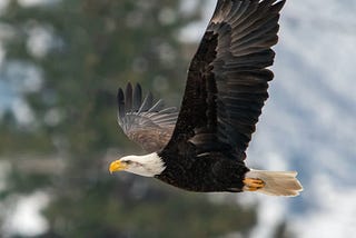 Looking At The Tenacity of An Eagle