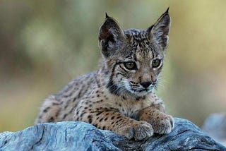 Clawing Back from Extinction