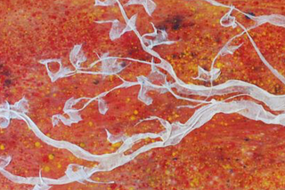 Gaza, gauze, artwork by Antonio Martorell