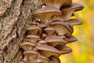 Photo Description: A mushroom cluster growing on a tree trunk with a yellow/green forest background. Photo by Volodymyr Tokar