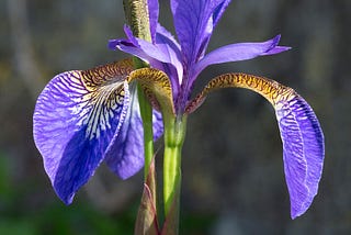 photo of an Iris. Specifically, Iris sibirica