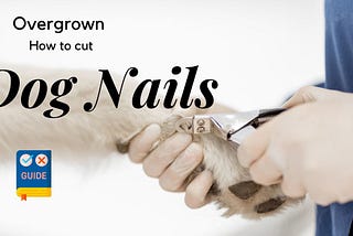 Cutting Overgrown Dog Nails: A Step-by-Step Guide for Pet Owners