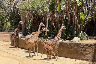 An Exciting Journey at the Los Angeles Zoo: Discovering Wildlife Wonders in Glendale, CA