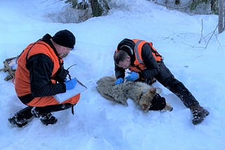 Capturing and collaring Washington’s wolves