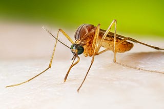 Mosquito Repellent Strategies: What Works and What Doesn’t