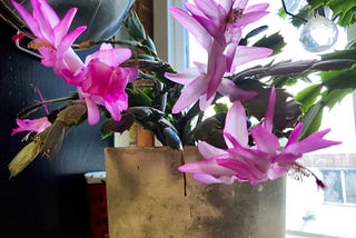 Vibrant pink flowers bloom from a plant positioned near a sunny window, with a concrete planter providing a rustic contrast to the delicate petals. A crystal-like object catches the light, adding a sparkle to the scene which suggests a cozy indoor environment.