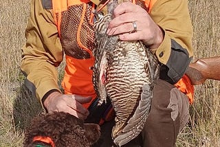 A smiling bird hunter accepts a retrieved prairie chicken during a successful hunt from a bird dog he trained himself.