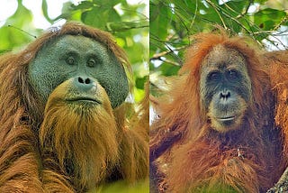Adult Male and female orangutans