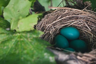 Birds nest with eggs