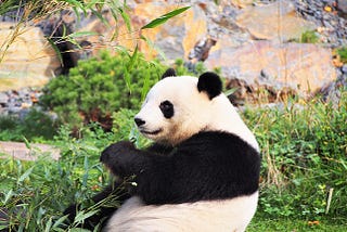 giant panda in captivity