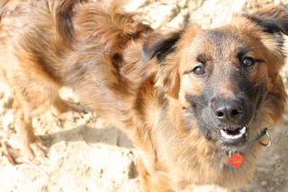 On Pet Loss: Pet Therapy Notes