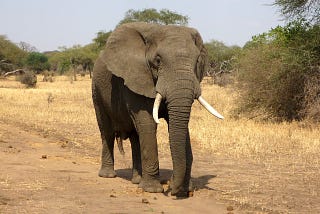 The Almighty and the Elephant