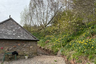 Yellow is the colour of April ~and primroses are my favourites