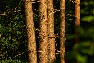 Magical light made for Magical scenes. A walk through “Blidworth Wood.” A walk like no other.