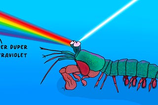 Drawing of mantis shrimp with white light entering its eyes and coming out as a spectrum. Bottom of spectrum has arrow pointing to below violet, and labeled “super duper ultraviolet.”