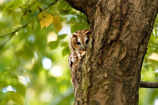 Why Do Tawny Owls Come In Two Different Colors?