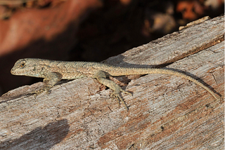 Warmed Lizard Eggs? No Thanks!