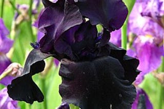 Photo of the Iris Old Black Magic Flower