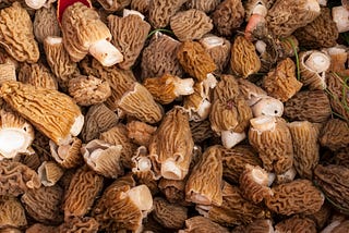 Midwest Morel Mushroom Hunting Guide