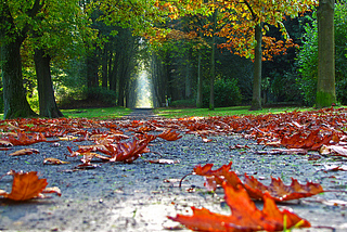 Fall Leaves, Hesse, Germany