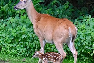 Fawns