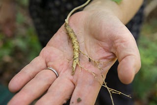 Foraging for Ginseng: Self-reliance and the Stories We Tell Ourselves