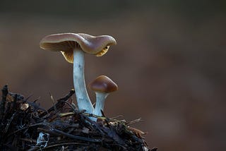 The Story of Psilocybin: Western Society’s Struggle with the Unknown