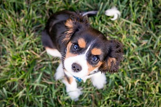 puppy training tips-Photo by <a href=”https://unsplash.com/@austinkirk?utm_source=unsplash&utm_medium=referral&utm_content=creditCopyText">Austin Kirk</a> on <a href=”https://unsplash.com/@ewigginton80/likes?utm_source=unsplash&utm_medium=referral&utm_content=creditCopyText">Unsplash</a>