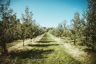 The Fruits in a Basket Problem: A Complete Guide