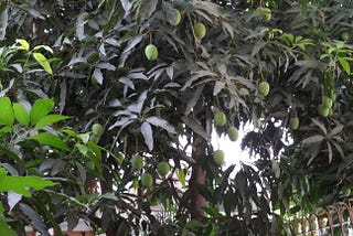 The Mango Tree