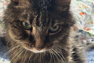 A tabby cat’s face showing a swollen abscess on the right cheek.