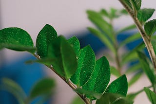 Top 5 air purifier indoor plants