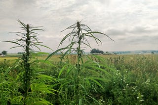 Hemp is Amazing