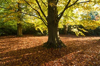 The American Beech Tree: A Majestic Icon