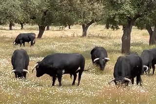 THE RUMINATING COW AND THE SPRING RAIN.